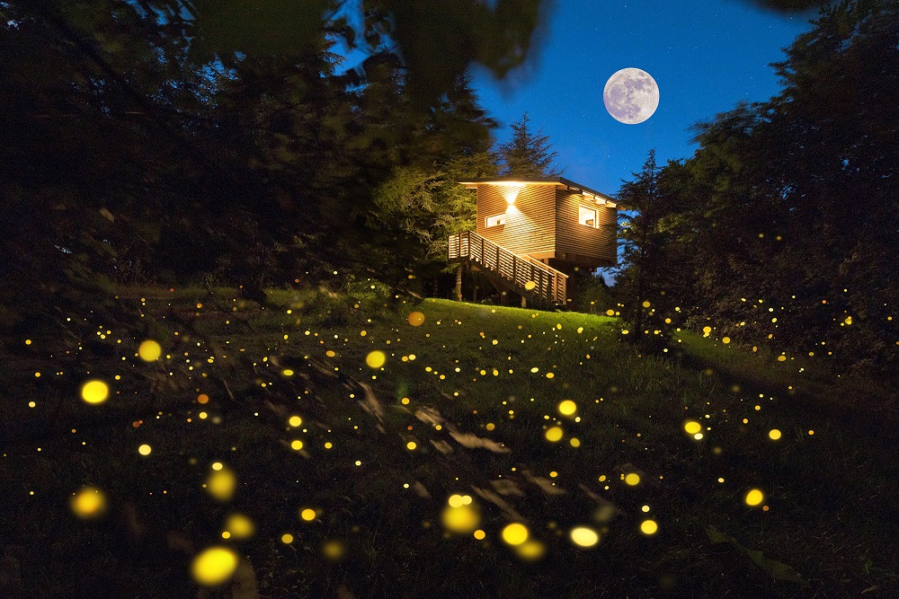 Agriturismo Parco del Grep - Monferrato, Piemonte - Magiche atmosfere notturne alla casa sugli alberi La Pineta